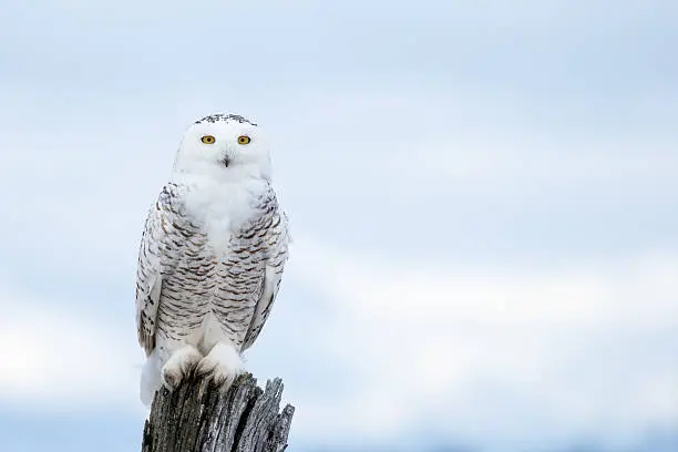 Photo of Snowy Owl, Bubo Scandiacus