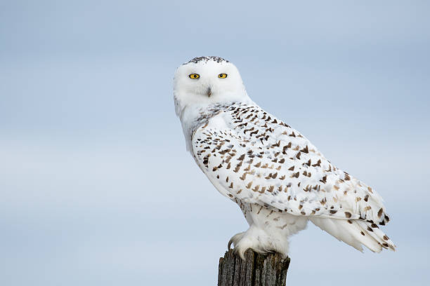 istock Snowy Owl, Bubo Scandiacus 513227306