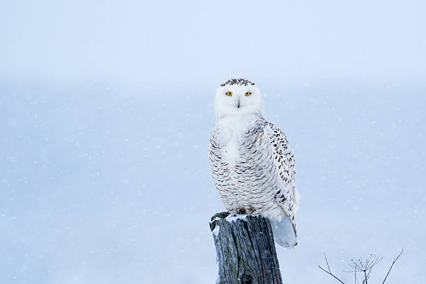 istock Snowy Owl, Bubo Scandiacus 513227372
