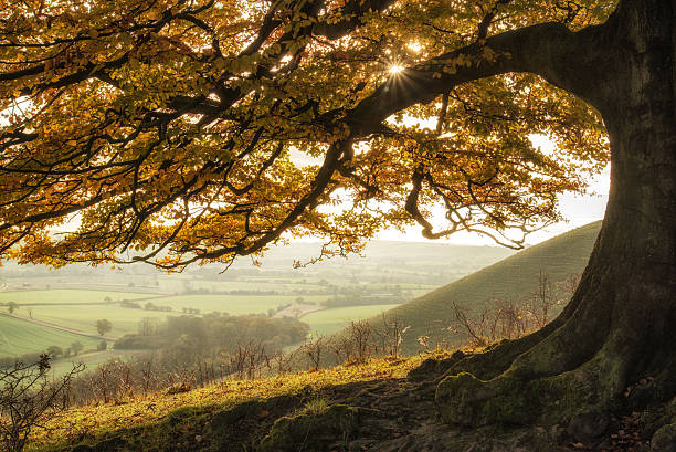 istock Stunning Autumn morning sunlight lights landscape through golden 513227393