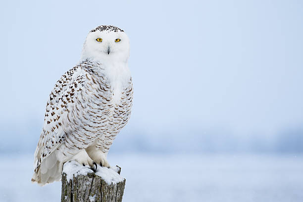 istock Snowy Owl, Bubo Scandiacus 513227458