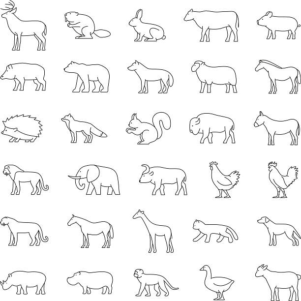 Set of domestic and wild line animals. Set of domestic and wild animals. Line silhouettes of animals on a white background. Dog, cat, cow, pig, bear, elephant and other animals. buffalo iowa stock illustrations