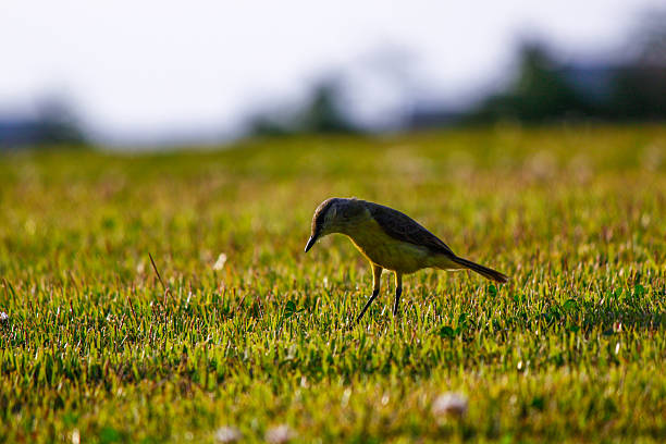 キバラオオタイランチョウ 写真のストックフォト
