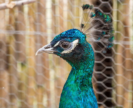 Peacock standing in profile on the background of reed fence