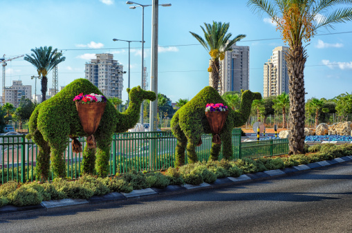 Rishon LeZion, Israel - September 3, 2014: Two topiary dromedary camels with flower baskets are standing on green dividing line on the road