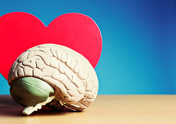 istock Is love all in the mind? Brain and heart models 513229745