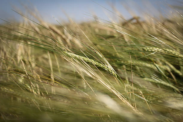 Wheat blowing in the wind stock photo
