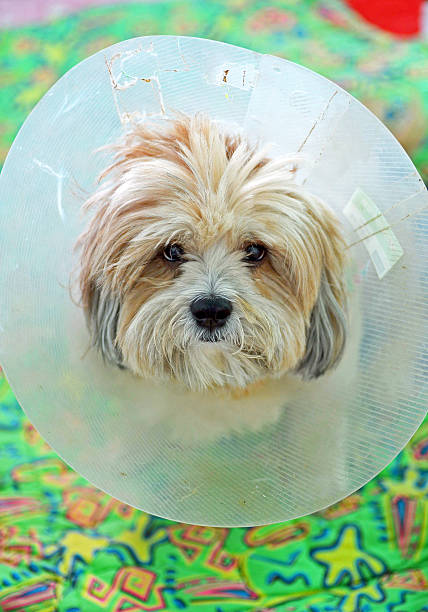 istock Cute dog looking at the camera in a plastic collar 513230615