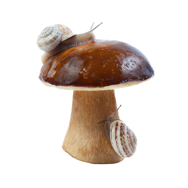 White fungus and snails stock photo