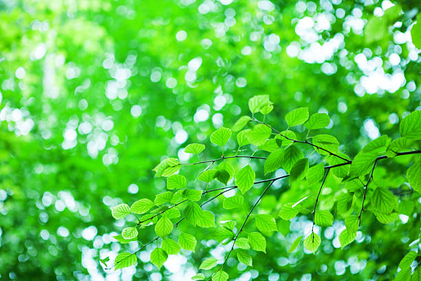 istock Beautiful green background with fresh leaves. 513231027