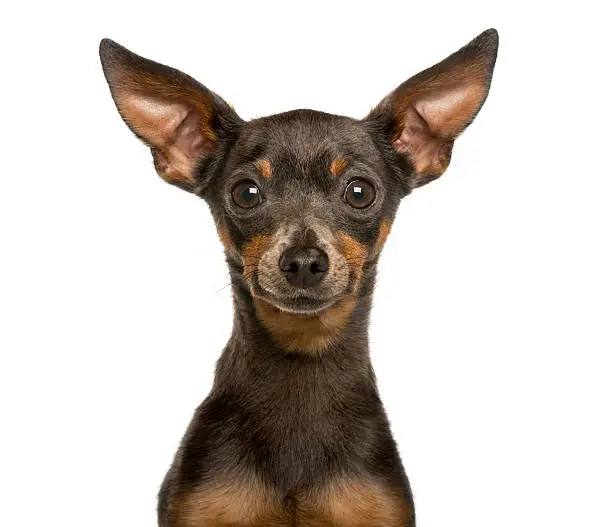 Close-up of a Miniature Pinscher in front of white background