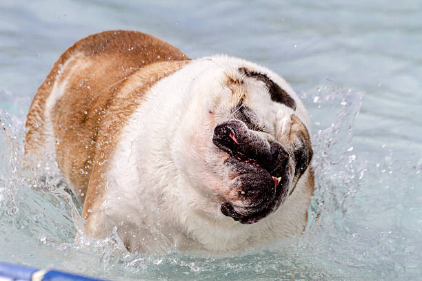 istock Dogs Swimming in Public Pool 513231233