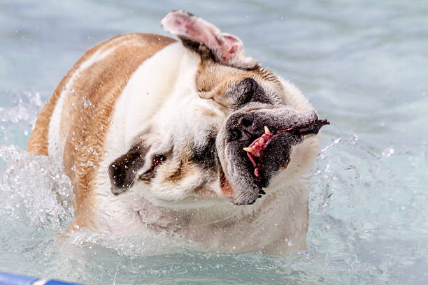 istock Dogs Swimming in Public Pool 513231253