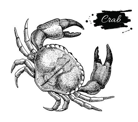 Vector vintage crab drawing. Hand drawn monochrome seafood illustration. Great for menu, poster or label.