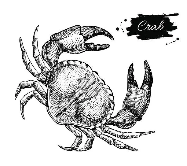 Vector illustration of Vector vintage crab drawing. Hand drawn monochrome seafood illus