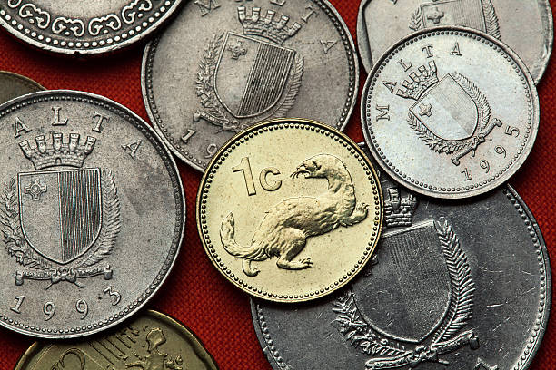 istock Coins of Malta. Weasel (Mustela nivalis) 513231526