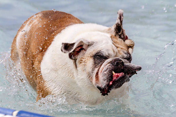 istock Dogs Swimming in Public Pool 513231681