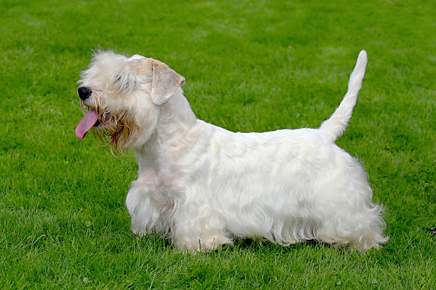 istock White Sealyham Terrier in the garden 513231711