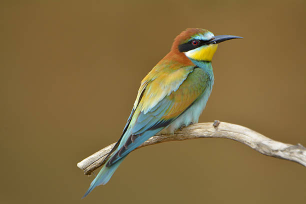 istock European bee-eater (Merops Apiaster) outdoor 513231805