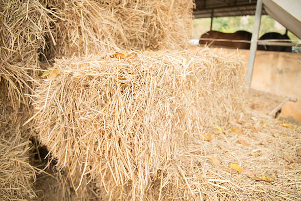 istock Close up hay straw in horse farm 513231892