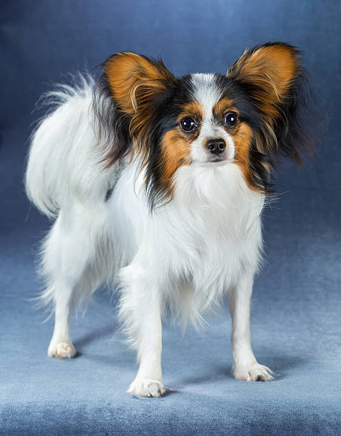 istock Young dog of breed papillon 513231994