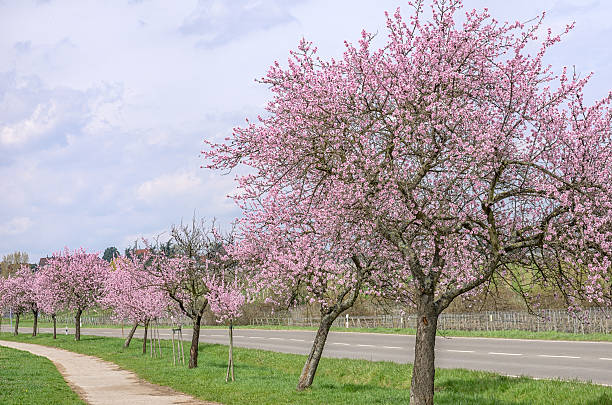 istock Almond blossom on the German Wine Route 513232284