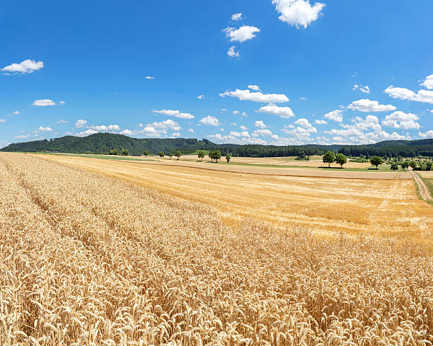 istock Wheat field in rural landscape 513232382