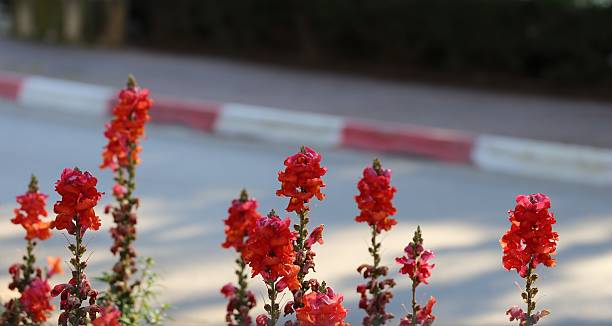 Snapdragons on the Road Bed of red snapdragons on the road, view through the car window. Asphalt road  with red and white curb on the background. kerbstone stock pictures, royalty-free photos & images