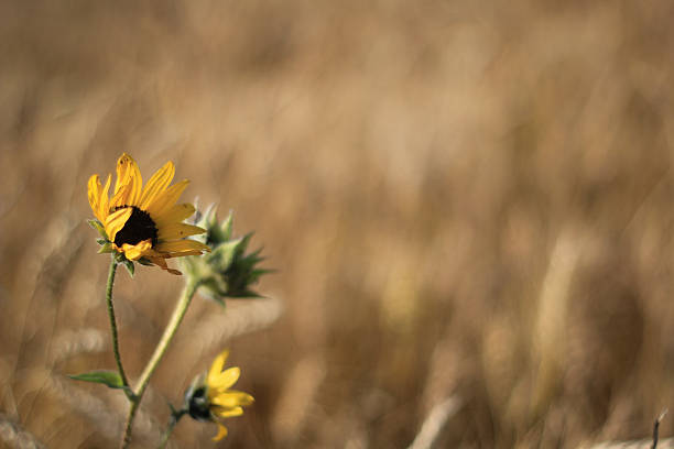 Sunflower in wheat field stock photo