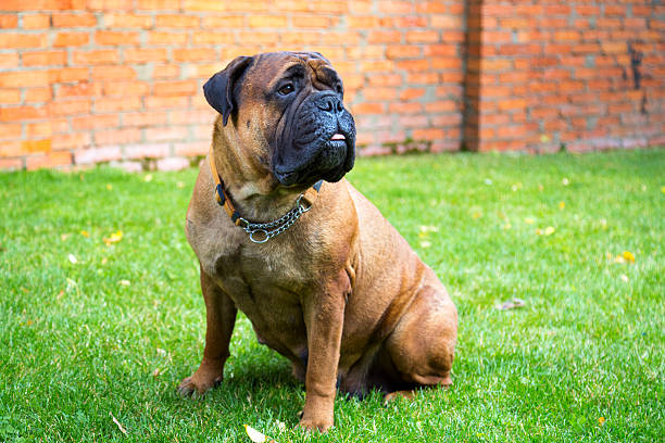 istock Bullmastiff sitting on a grass 513232912
