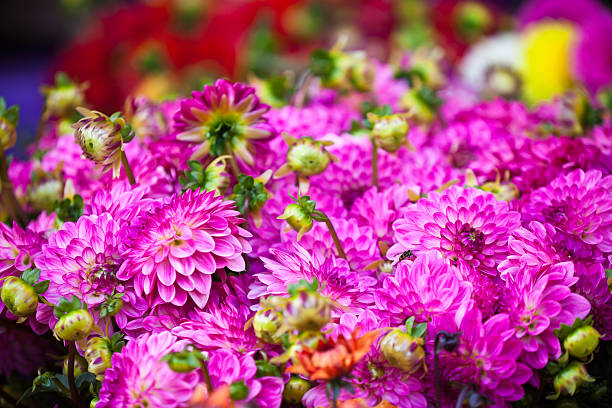 istock Beautiful pink dahlias flowers 513232933