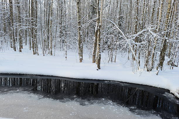 istock Reflection of winter forest in the dark water forest river 513233368