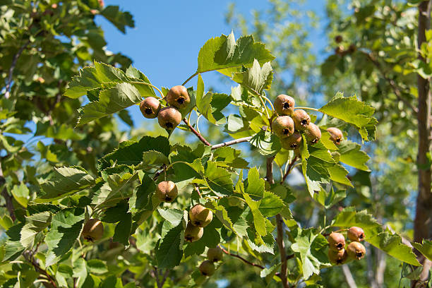ホーソーンベリー - hawthorn berry fruit common fruit ストックフォトと画像