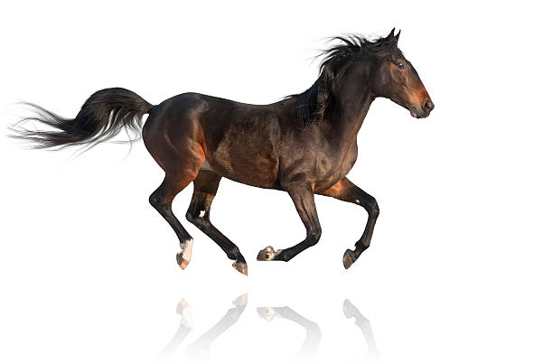 istock isolate of the brown horseon the white background 513233604