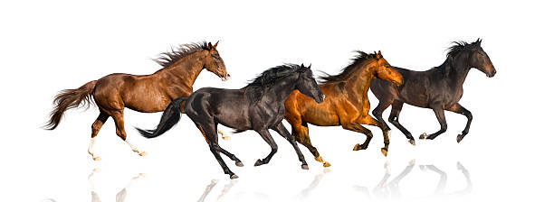 istock isolate of four galloping horse on the white background 513233634