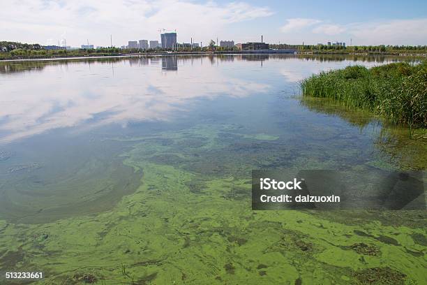 Lake Pollution Stock Photo - Download Image Now - Pollution, Algae, Water Pollution