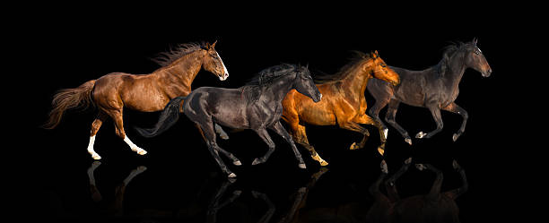 istock isolate of four galloping horse on the black background 513233670