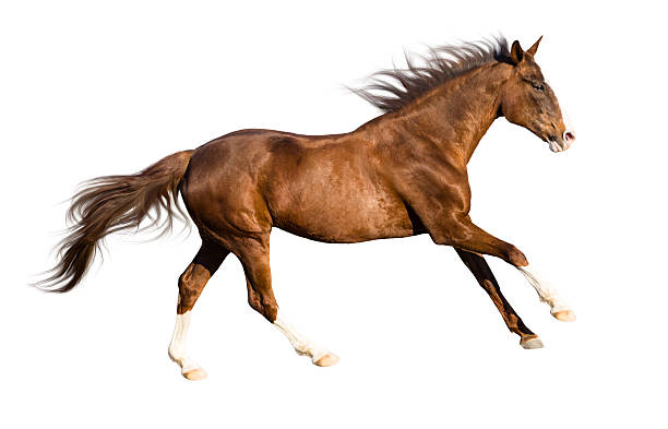 istock isolate of the red horse 513233702