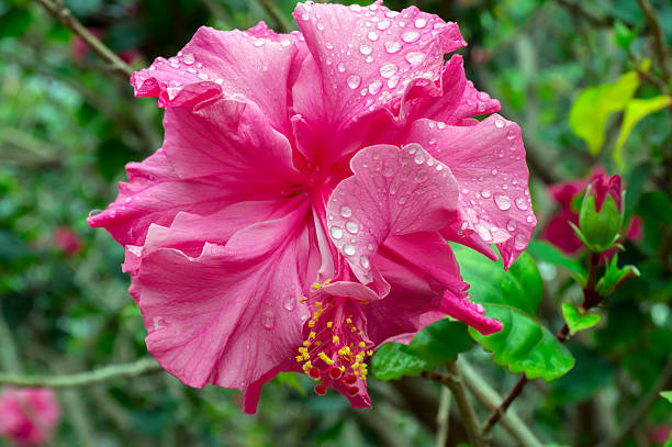 istock Pink Hibiscus After Rain. 513233779