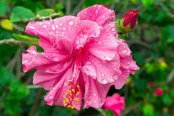 istock Pink Hibiscus Flower and Bud After Rain. 513233789