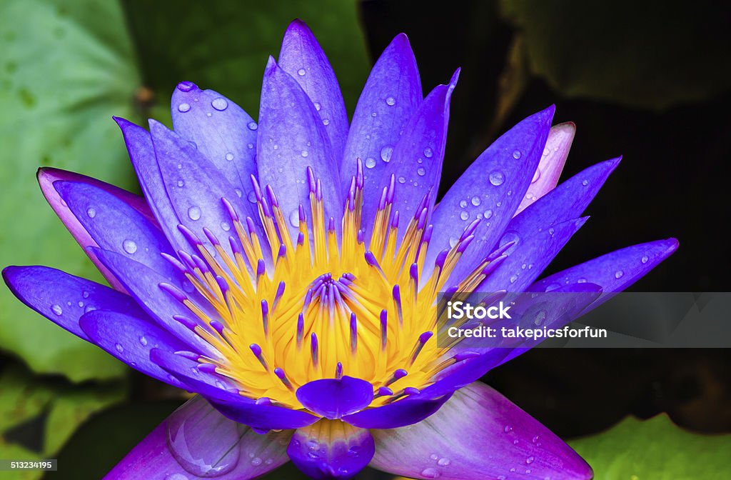 Purple water lily Purple water lily after rains Blossom Stock Photo