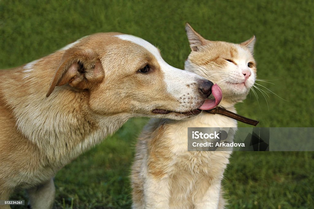 Dog licking cat Redhead dog licking cat Dog Stock Photo