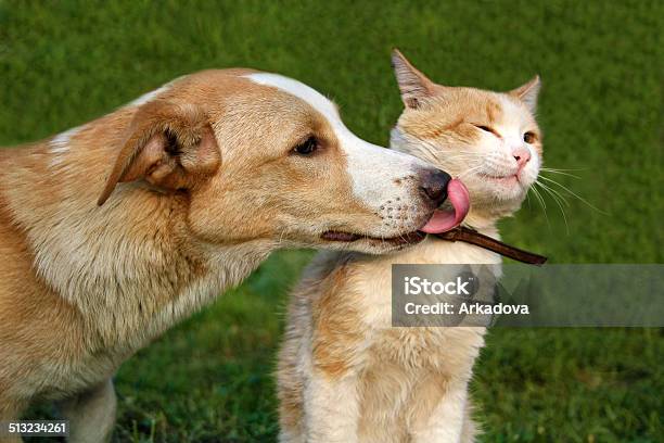 Dog Licking Cat Stock Photo - Download Image Now - Dog, Domestic Cat, Playful
