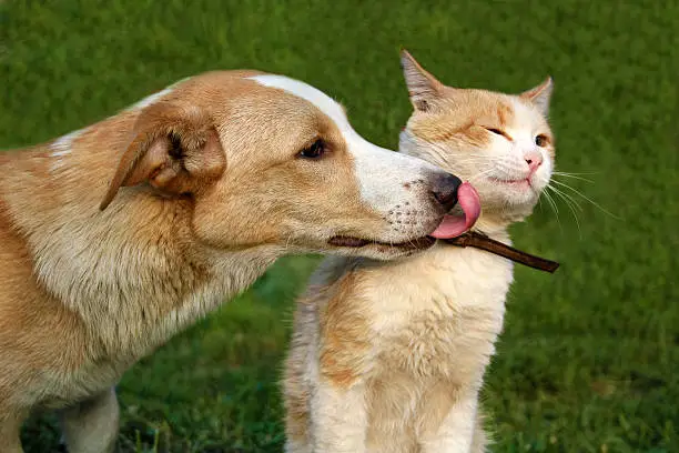 Photo of Dog licking cat