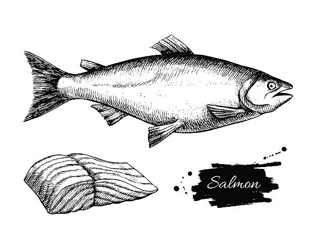 ilustraciones, imágenes clip art, dibujos animados e iconos de stock de vector de ilustración vintage de salmón. mal dibujado a mano, pescados y mariscos, monocromo - pez ilustraciones