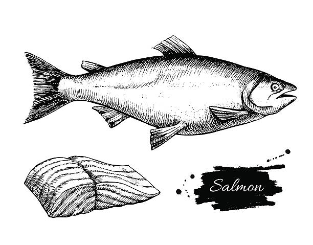 illustrazioni stock, clip art, cartoni animati e icone di tendenza di salmone disegno vettoriale vintage. malato di pesce disegnato a mano libera, monocromatico - vector illustration and painting food cooking