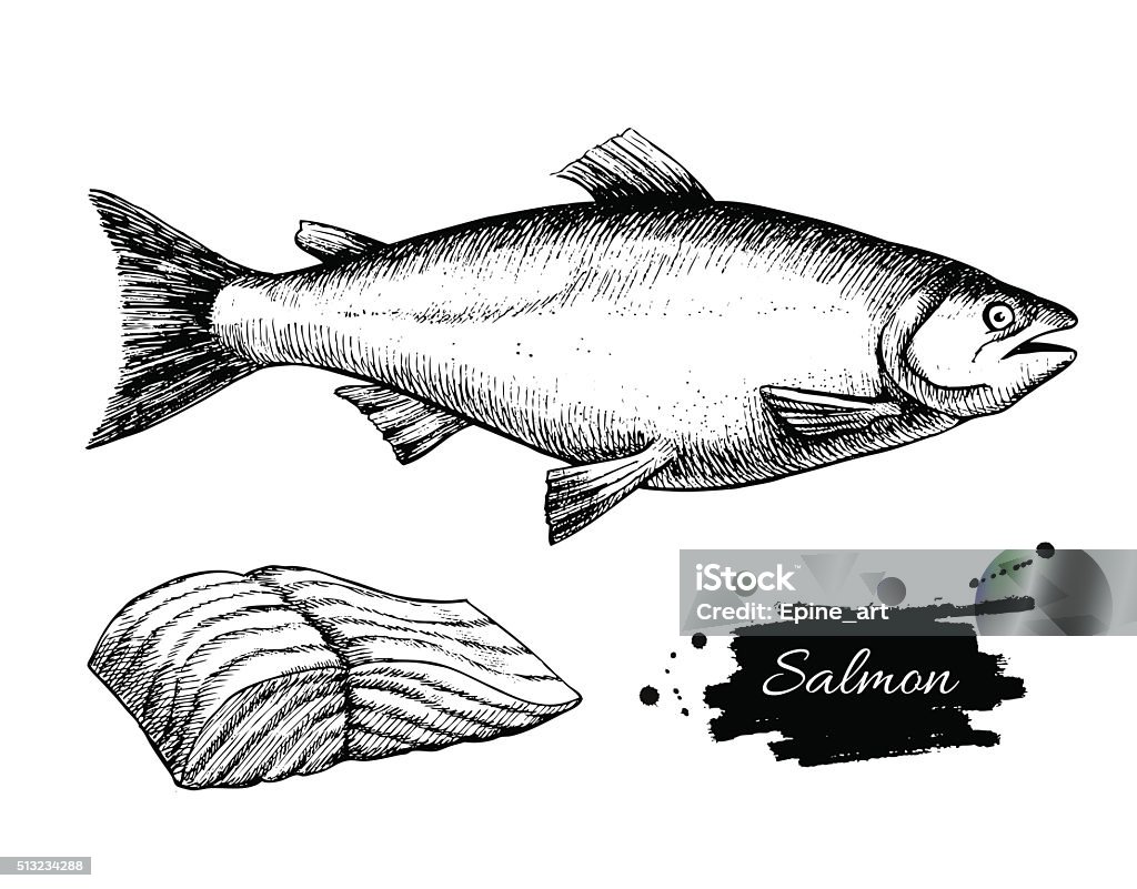 Vector vintage salmon drawing. Hand drawn monochrome seafood ill Vector vintage salmon drawing. Hand drawn monochrome seafood illustration. Great for menu, poster or label. Fish stock vector