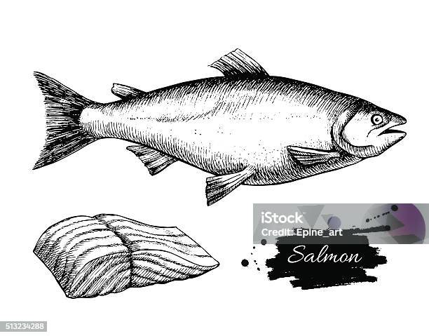 Vector Vintage Salmon Drawing Hand Drawn Monochrome Seafood Ill Stock Illustration - Download Image Now