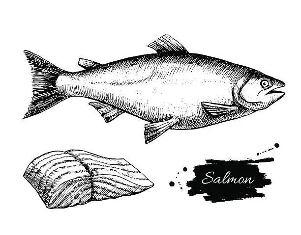 Vector illustration of Vector vintage salmon drawing. Hand drawn monochrome seafood ill