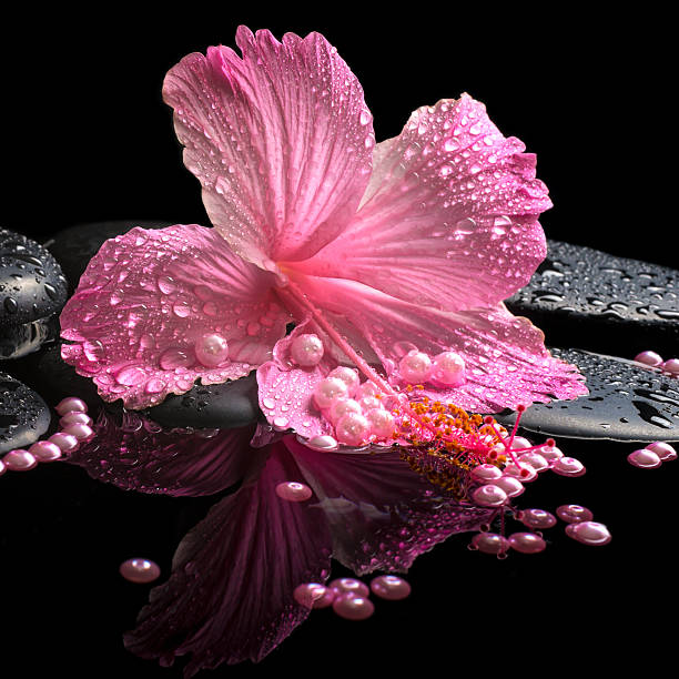 spa ainda vida de rosa hibiscus, quedas e pearl contas - water ripple drop zen like - fotografias e filmes do acervo